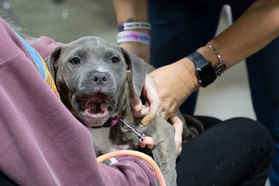 Pitbull puppy being held and pet by hands of a woman