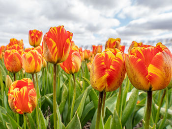 Close-up of yellow tulips on field against cloudy sky