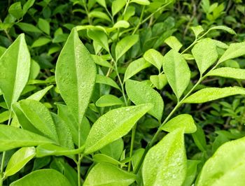 Full frame shot of green plant