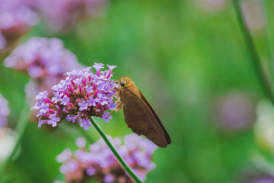 Close-up of butterfly pollinating on purple flower