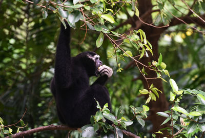 Monkey in a forest