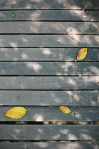 High angle view of yellow leaves on wooden footpath