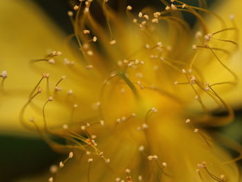 Close-up of yellow stamens