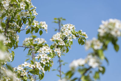 Close-up of white flowering plant against blue sky