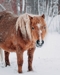 Brown horse on snow covered field