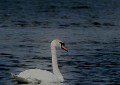 Swan swimming in lake