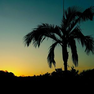 Silhouette palm trees against clear sky