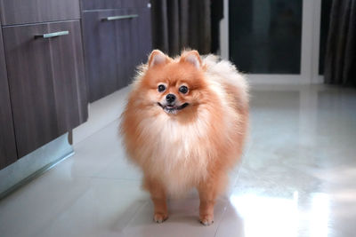 Portrait of dog standing at home