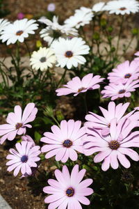 Close-up of white flowers in park