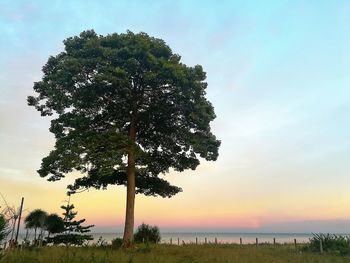 Tree by sea against sky during sunset