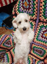 High angle portrait of dog relaxing on bed