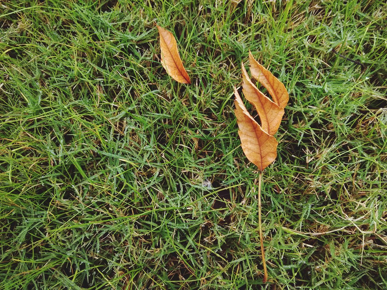 后山的那些树