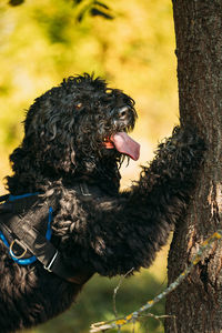 Close-up of dog