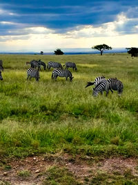 View of horses on landscape