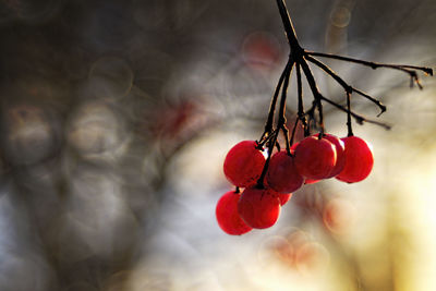 Close-up of red berries on tree