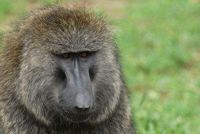 Portrait of monkey