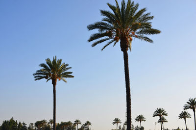 Low angle view of palm trees against blue sky