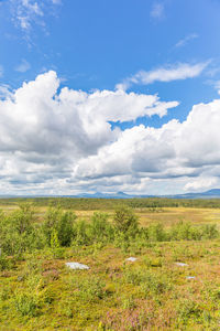 Scenic view of field against sky