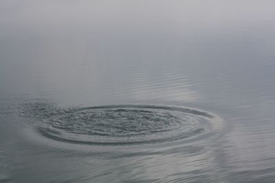 Reflection of trees in water