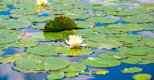 Lotus water lily in pond