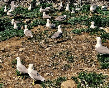 High angle view of seagulls on land