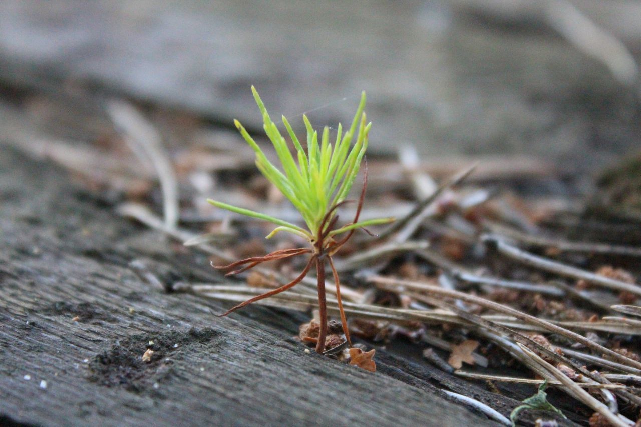 wood - material, leaf, close-up, selective focus, growth, nature, plant, wooden, focus on foreground, wood, green color, day, outdoors, no people, fragility, ground, surface level, growing, brown, leaves, natural pattern, botany, beauty in nature, grass, tranquility, twig, green