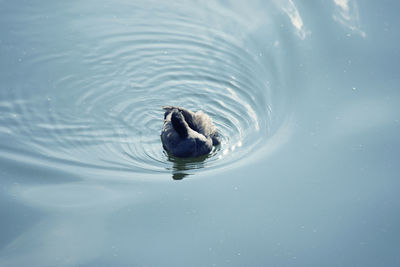 High angle view of duck swimming in lake