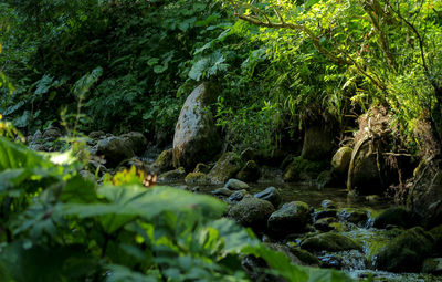 forest