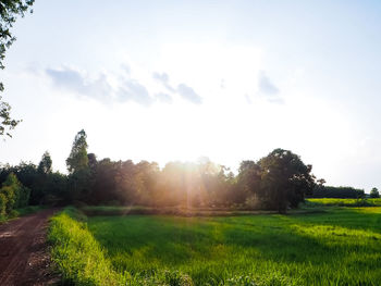 Trees on field against sky