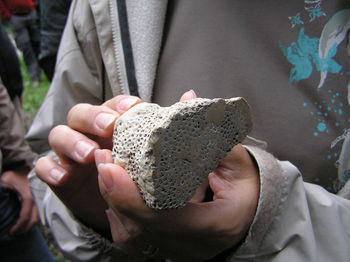 Midsection of person holding fossil