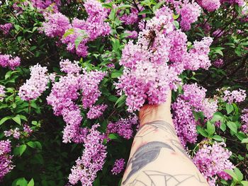 Low section of person on pink flowering plants