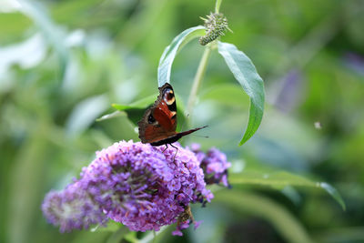 Close-up of butterfly pollinating on purple flower