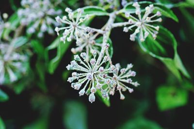 Close-up of flowers on plant