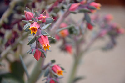 Close-up of flowers blooming outdoors