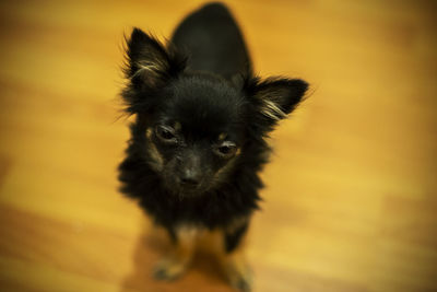 Portrait of puppy on wall