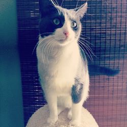 domestic cat