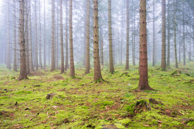 Pine trees in forest