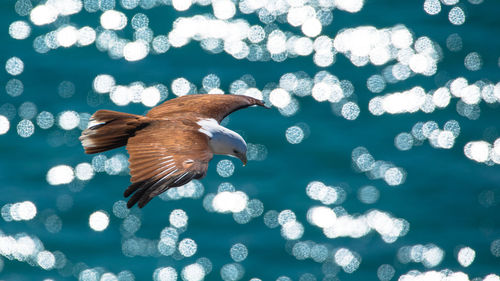 View of duck swimming in sea