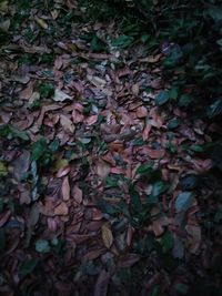 Full frame shot of leaves on field