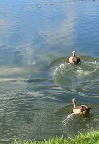 High angle view of swans swimming in lake