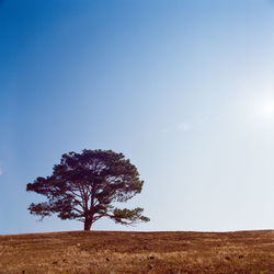 Tree on field against clear sky