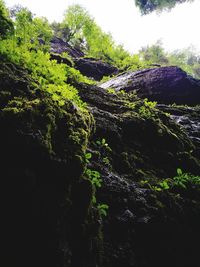 Scenic view of forest against sky