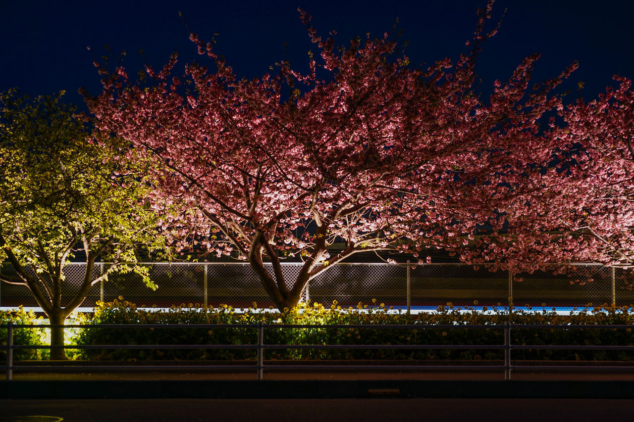 VIEW OF ILLUMINATED TREES AT NIGHT