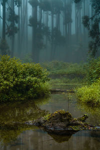 Scenic view of lake in forest