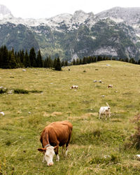 Horses grazing in a field