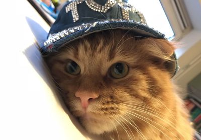 Close-up portrait of a cat