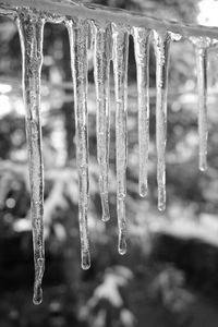 Close-up of icicles on plant during winter