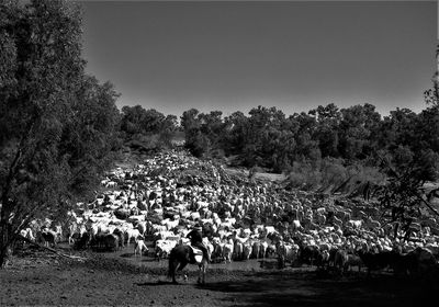 Man riding horse with cows on field against clear sky