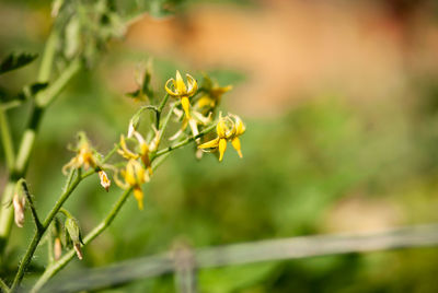 Close-up of yellow flowering plant