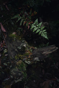 High angle view of moss growing on land